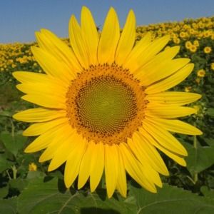 Meet your Posher, Carla